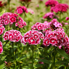 CLAVEL DEL POETA (Dianthus barbatus)