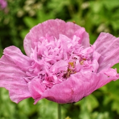 AMAPOLAS ALTAS VARIADAS (P. somniferum) - tienda online