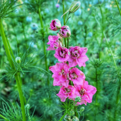 ESPUELAS DE CABALLERO (CONSOLIDA AMBIGUA) - Jardin de campo