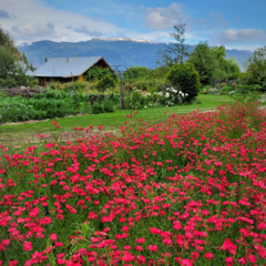 LINO ROJO (LINUM GRANDIFLORUM RUBRUM)