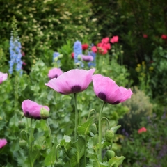 Imagen de AMAPOLAS ALTAS VARIADAS (P. somniferum)