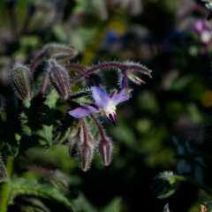 BORRAJA (Borago officinalis)