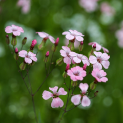 VACCARIA HISPANICA (NUBE ROSA)