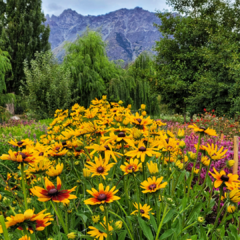 RUDBECKIA FULGIDA