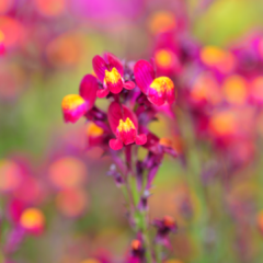 LINARIA MAROCCANA (LINARIA)