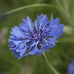 AZULEJO (Centaurea cyanus)