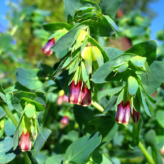 Imagen de CERINTHE MAJOR VAR. PURPURASCENS (HONEYWORT)