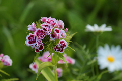 CLAVEL DEL POETA (Dianthus barbatus) - comprar online