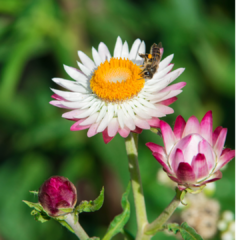 SIEMPREVIVAS COLORES VARIADOS (Helichrysum bracteatum) - comprar online