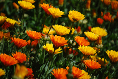CALÉNDULA (Calendula officinalis) - comprar online