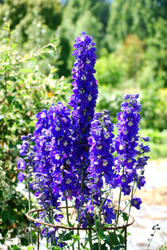 ESPUELA DE CABALLERO PERENNE (Delphinium elatum) - comprar online