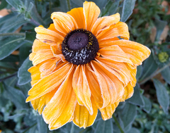 RUDBECKIA FULGIDA