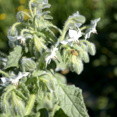 BORRAJA (Borago officinalis) en internet