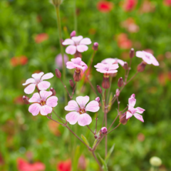 Imagen de VACCARIA HISPANICA (NUBE ROSA)