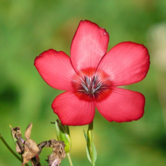 LINO ROJO (LINUM GRANDIFLORUM RUBRUM) - comprar online