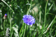 AZULEJO (Centaurea cyanus) en internet