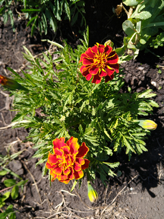 COPETE ENANO (Tagetes patula) - comprar online