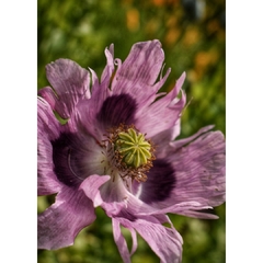 AMAPOLAS ALTAS VARIADAS (P. somniferum) - comprar online