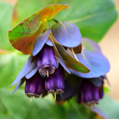 CERINTHE MAJOR VAR. PURPURASCENS (HONEYWORT) - comprar online