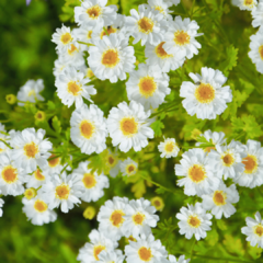 FEVERFEW (TANACETUM PARTHENIUM)