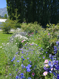 AZULEJO (Centaurea cyanus) - Jardin de campo