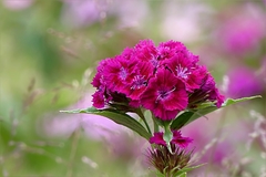 CLAVEL DEL POETA (Dianthus barbatus) en internet