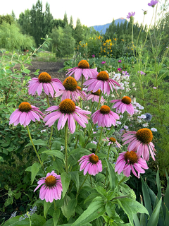 EQUINÁCEA (Echinacea purpurea) en internet