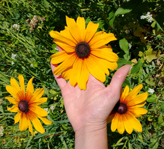 Imagen de RUDBECKIA FULGIDA