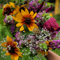 RUDBECKIA FULGIDA - Jardin de campo