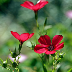 LINO ROJO (LINUM GRANDIFLORUM RUBRUM) en internet