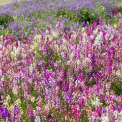 LINARIA MAROCCANA (LINARIA) - tienda online