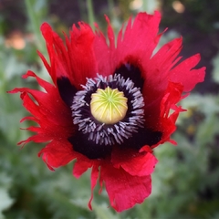 AMAPOLAS ALTAS VARIADAS (P. somniferum) en internet