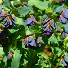 CERINTHE MAJOR VAR. PURPURASCENS (HONEYWORT) en internet