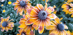 RUDBECKIA FULGIDA - tienda online