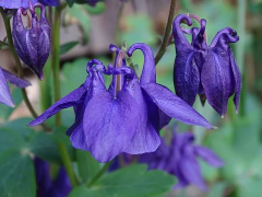 AQUILEGIA (Aquilegia vulgaris) - Jardin de campo