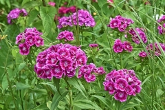 CLAVEL DEL POETA (Dianthus barbatus) - Jardin de campo