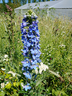 ESPUELA DE CABALLERO PERENNE (Delphinium elatum) - Jardin de campo