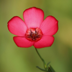 LINO ROJO (LINUM GRANDIFLORUM RUBRUM) - Jardin de campo