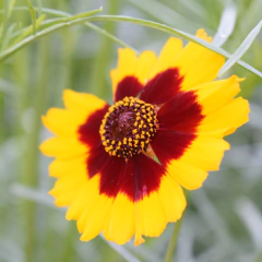 COREOPSIS TINCTORIA (Bella Diana) - comprar online