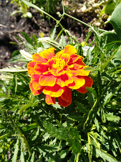 COPETE ENANO (Tagetes patula) - Jardin de campo