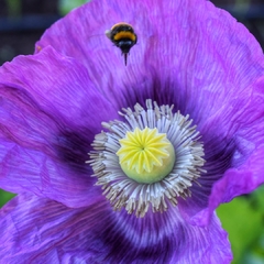 AMAPOLAS ALTAS VARIADAS (P. somniferum) en internet