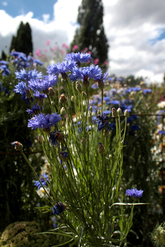 AZULEJO (Centaurea cyanus) - tienda online