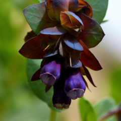 CERINTHE MAJOR VAR. PURPURASCENS (HONEYWORT) - comprar online