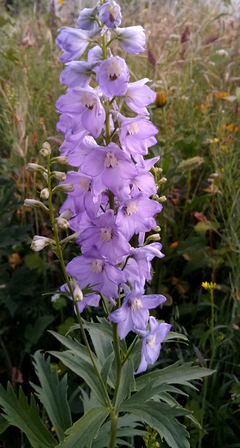 ESPUELA DE CABALLERO PERENNE (Delphinium elatum) - tienda online