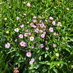 VACCARIA HISPANICA (NUBE ROSA) - Jardin de campo