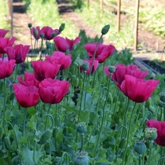 AMAPOLAS ALTAS VARIADAS (P. somniferum) - Jardin de campo