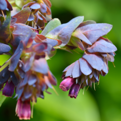 CERINTHE MAJOR VAR. PURPURASCENS (HONEYWORT) - tienda online