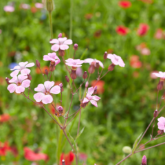 VACCARIA HISPANICA (NUBE ROSA) en internet