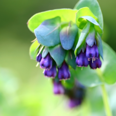 CERINTHE MAJOR VAR. PURPURASCENS (HONEYWORT)