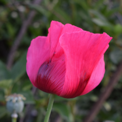 AMAPOLAS ALTAS VARIADAS (P. somniferum) - Jardin de campo